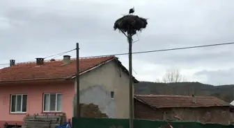 Baharın müjdecisi leylekler kendini Çanakkale'de gösterdi