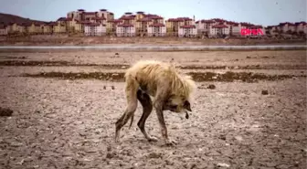 Foto muhabirleri derneği'nden dha'ya 3 ödül