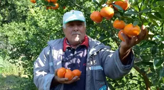 Antalya'da yaz ayında dalından mandalina üretimi