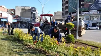 Cizre'de yeşillendirme çalışmaları aralıksız devam ediyor