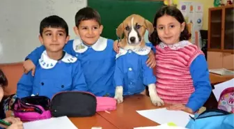 Fındık'ın cansız bedeni, Tokat'a gönderilecek