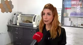 Fındık'ın cansız bedeni, Tokat'a gönderilecek