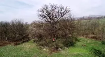 400 yıllık çınar ağacından tekrar dumanlar yükseldi