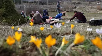 Kütahya'da çiğdemler çiçek açtı