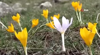 Kütahya'da çiğdemler çiçek açtı