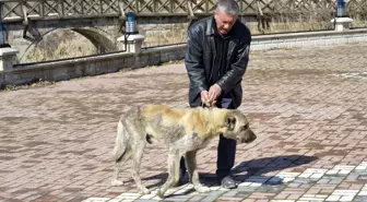 Sokak köpeği bakımevine teslim edildi