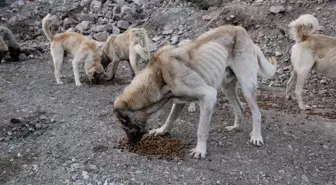 Zile'de sokak hayvanları ölüme terk edildi