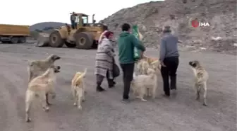 Zile'de sokak hayvanları ölüme terk edildi