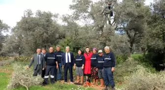 Budanan zeytin ağaçları, ihtiyaç sahiplerinin yüzünü güldürecek