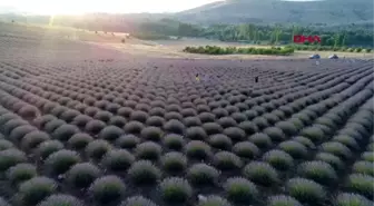 Lavanta üreticileri birlik kuruyor