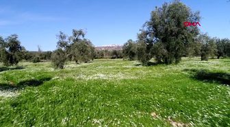 ANTALYA-Zeytinpark'ta papatya şöleni