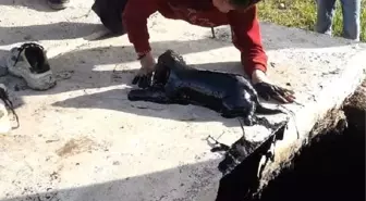 Çocukların petrol atığı kuyusundan kurtardıkları köpeği sahiplendiler