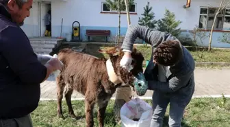 Sürücünün ölüme terk ettiği eşek tedavi altına alındı