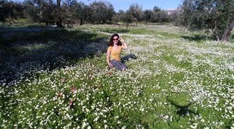 Zeytinpark'ta papatya görsel şöleni