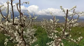 Ödemiş ovası erik beyazı ile kaplandı