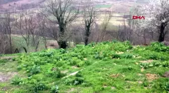 ZONGULDAK Bağışıklık sistemini arttıran kara lahana, sosyal medyada gündem oldu