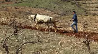 Engebeli tarlalar, binlerce yıllık gelenekle sürülüyor