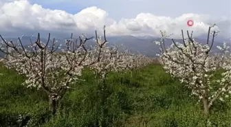 Küçükmenderes Ovası erik çiçeği ile kaplandı