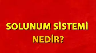 Solunum sistemi nedir? Solunum sistemi organları ve hastalıkları nelerdir?