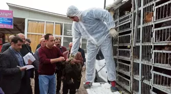 80 aileye yumurta tavuğu dağıtıldı