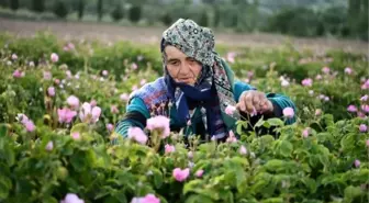 Isparta'da bu yıl 12- 13 bin ton gül rekoltesi bekleniyor