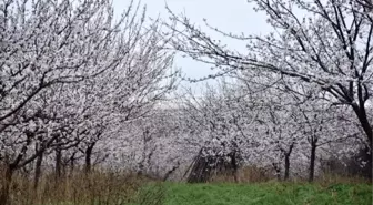 Ağaçlar çiçek açtı, bahçeler düğün fotoğrafçılarının mekanı oldu