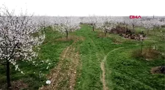 MALATYA Ağaçlar çiçek açtı, bahçeler düğün fotoğrafçılarının mekanı oldu