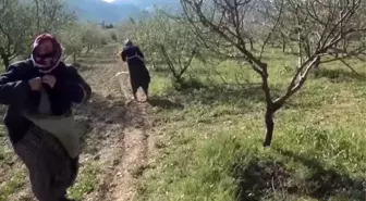 Fırtına, badem ağaçlarına zarar verdi