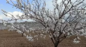 Kayısıda don riski üreticiyi endişelendiriyor