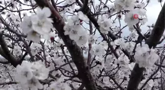 Malatya'da kayısı bahçeleri çiçek açtı...Don riski üreticiyi endişelendiriyor