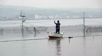 (Özel) Binlerce yıllık yöntemle günde 1 ton balık yakalıyorlar