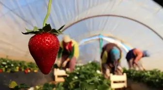 (ÖZEL) Korona virüs salgını, koruyucu kabuğu olmayan çileği vurdu