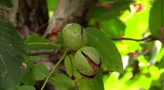 Dalındayken alıcı bulan Oğuzlar cevizine coğrafi işaret