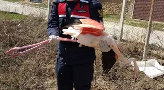 Aksaray'da yaralı flamingoya tedavi