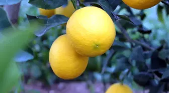 Korona, limon fiyatlarını fırlattı