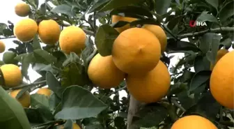 Korona, limon fiyatlarını fırlattı