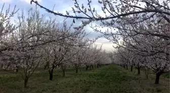 Iğdır'da, kayısı ağaçları çiçek açtı