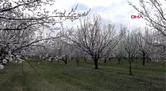 IĞDIR KAYISI üretiminde Türkiye'de ilk sıralarda yer alan Iğdır'da kayısı ağaçları çiçek açtı.