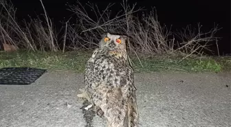 Tedavisi biten Puhu kuşu doğaya salındı