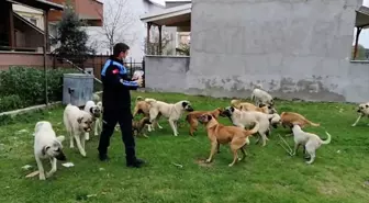 Enez'de sokak hayvanları unutulmadı