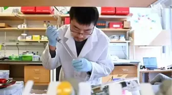 Corona Virüsü Hastalarına Antikor Tedavisi