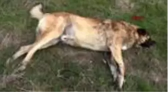 Tekirdağ'da çiftçinin köpeğini zehirlediler