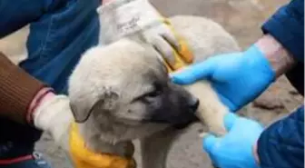 Evinden çıkamayan yaşlı vatandaşın yaralı köpeğini belediye tedavi ettirdi