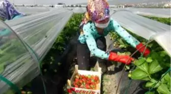 Mersin'de açıkta çilek hasadı başladı