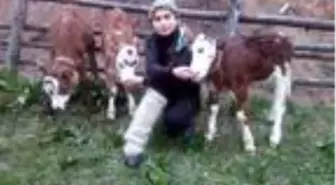 Hamdu Sena, 'Milli Dayanışma Kampanyası'na 3 buzağı bağışladı