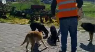 Lalapaşa'da sokak hayvanları belediye tarafından besleniyor