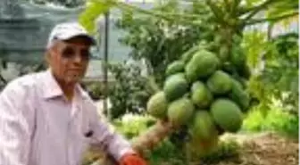 Antalyalı çiftçi geçimini 20 papaya ağacından karşılıyor