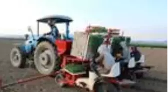 Foça'da üreticiler gıda sıkıntısı yaşanmaması için tarlaya indi