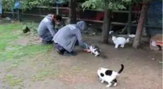Kağıthane'de sokak hayvanları unutulmadı