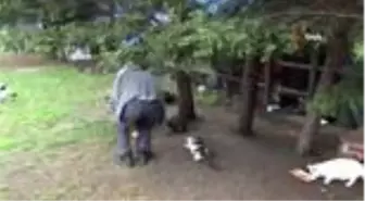 Kağıthane'de sokak hayvanları unutulmadı